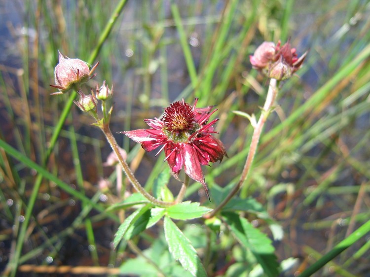 Potentilla palustris